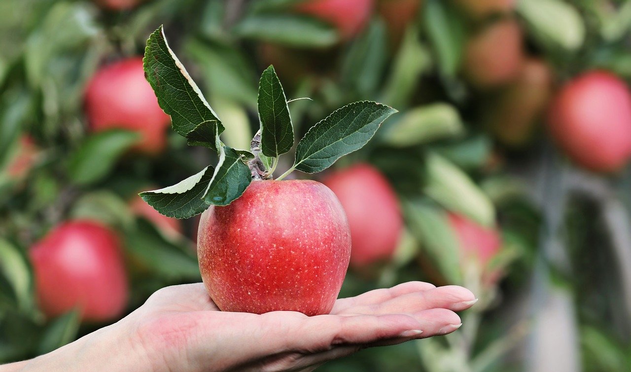 Hand mit Apfel